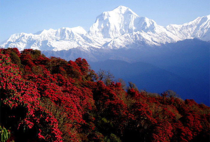 Poon Hill Trekking